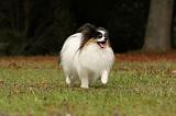 EPAGNEUL PAPILLON 068